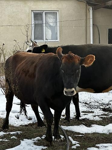 Коровы, быки: Продаю | Корова (самка) | Для молока | Привязанные — 7