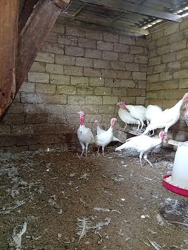 yumurta hinduşka: Məhsul: Ağ hinduşka sürüsü Təsvir: - Ağ rəngli, iri ətlik hinduşkalar — 4