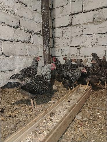 meşə toyuğu: Xarkov sortu, vaksinləri vurulub, 4 aylıqdır, cəmi 70 dənə qalıb ciddi — 5