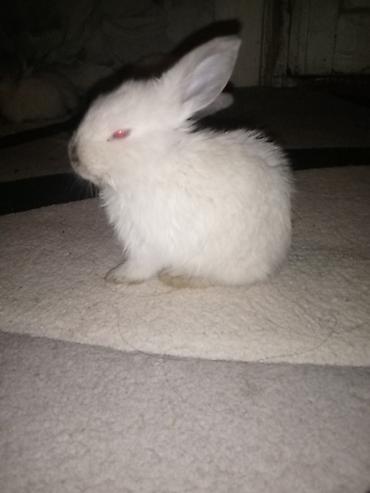 Dovşanlar: Temiz koliforniya dovwanlari .anasi atasi hamsi biryerde satilir.anasi — 6