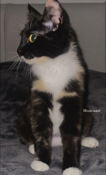 шотландская вислоухая кошка черная: Кошка даром: Беспородная, 1 год, Девочка, Кастрирована, Приучена к лотку, Проглистована