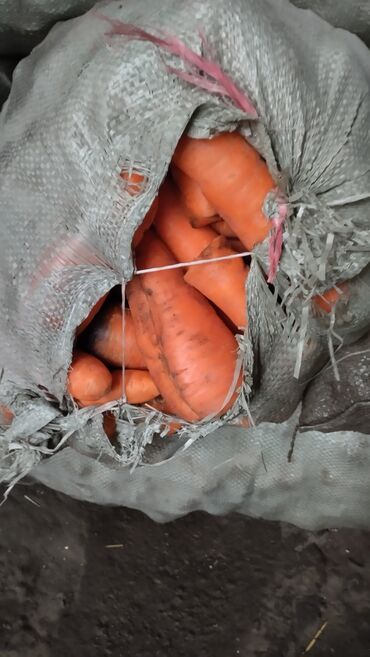 куплю корм: Кормовой морковь находится в московской районе село садовое