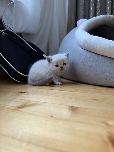 Pişiklər: Britan — 8