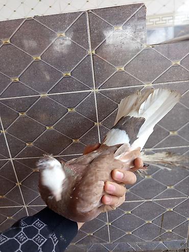 Птицы: Продаю голубей молодые 1,5 года пара 6000сом — 16