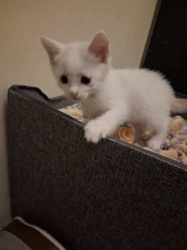 кошка с разными глазами: Кошка даром: Беспородная, 1 месяц, Мальчик