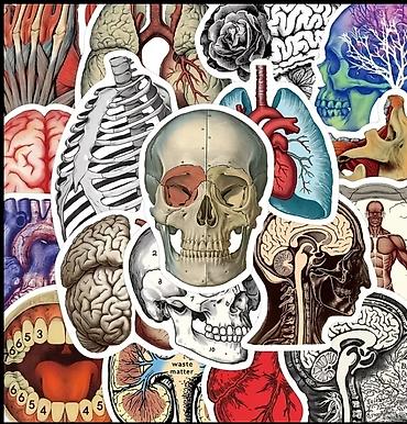 tibbe aid sekiller: Məhsul: Anatomik mövzulu stiker seti 50 ədəd - Məzmun: Beyin, ürək — 2