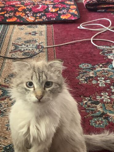 ошейник для кота: Продаю пушистый кот г.джалал абад