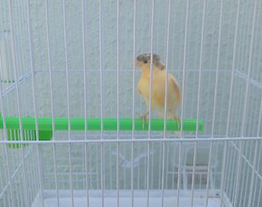 5 ayliq bulbul erkek kekilli qefesi ve qefesdeki butun avadanliqla lalafo.az -da — 2 5 ayliq bulbul erkek kekilli qefesi ve qefesdeki butun avadanliqla — 2