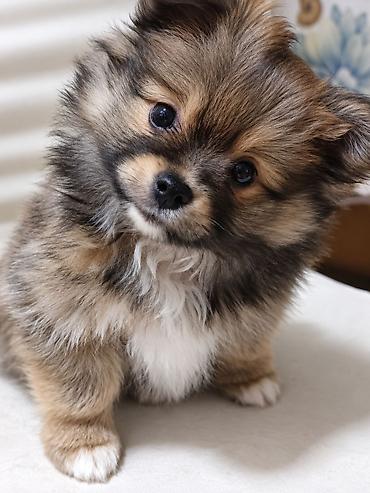 Продажа собак: Щенки-полупомеранцы ищут дом! 🐶❤️ Продаются очаровательные щенки! ❤️🐶 — 4