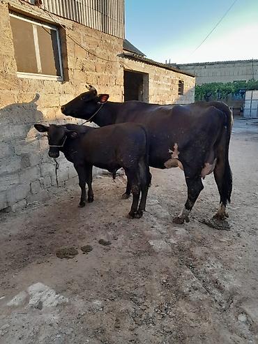 inək adı: 20 litir sud verir 4 aydi dogdugu 4cu qarnidi erkey balasi var — 1