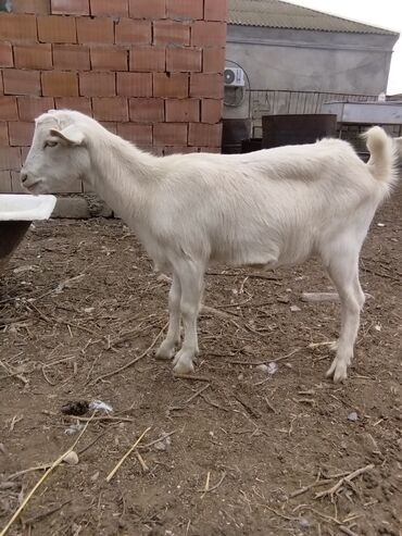 Keçi, çəpiş: Keçilər dəsti satılır – ümumi 6 baş • 1 baş hələpnən × sanen dönməsi — 4