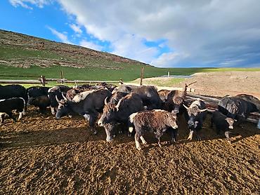 Продажа времянок: Сары джаз өрөнүндө эчкили-таш аймагында сарай, кашар сатылат — 6