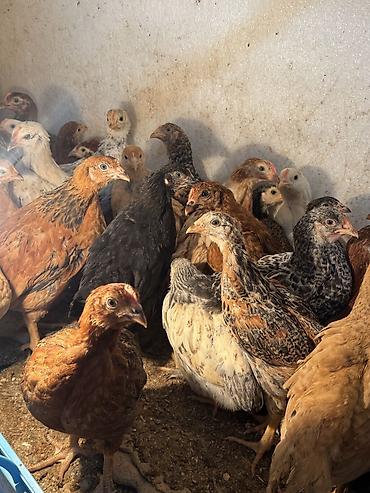 Птицы: Продаю цыплят — 1