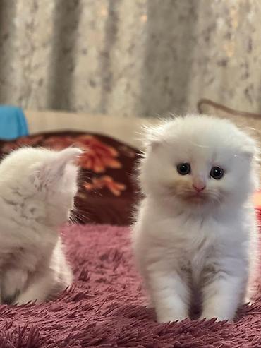 Pişiklər: Şotland yastı qulaq, Erkək, Dişi, Yaxşı əllərə, Rayonlara çatdırılma, Pulsuz çatdırılma, Ünvandan götürmə — 11