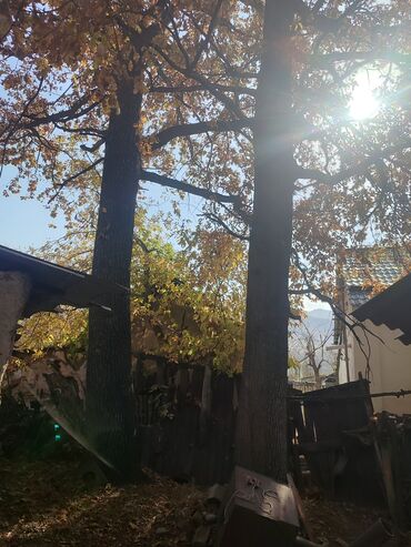 детская кровать с матрацем: Продам стволы дубов, стволы ровные, диаметром 2.15 и 1.85метра