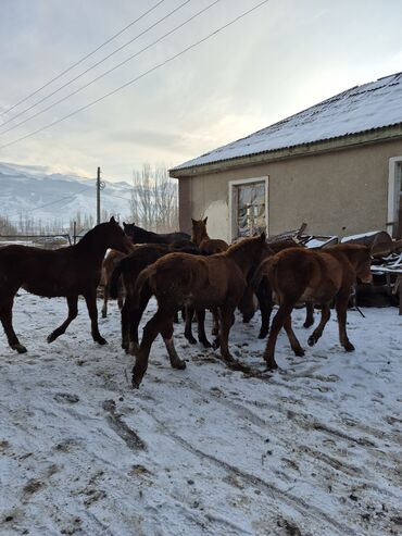 Лошади, кони: Продаю | Жеребенок | Для разведения | Племенные — 11