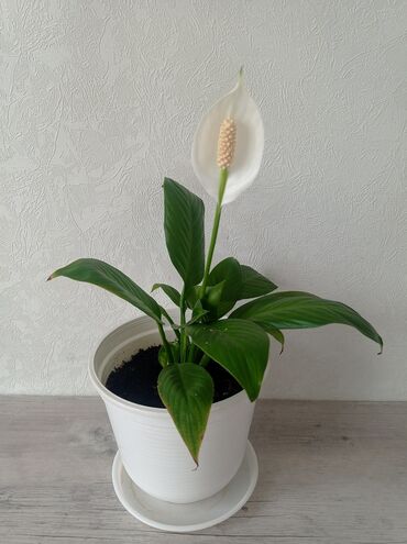 цветок спатифиллум цена: Продается цветок -женское счастье
Цена 550 сом
