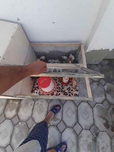 qəfəs böyük: Cücə damı satılır.1.50sm eni 90sm rahat 50 ədəd cücə tutumu var .başqa
