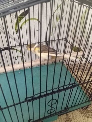 Bülbüllər: Salam. Bulbul satilir. 10 ayliqdi. Fevral ayinin qusudu. Oz qusumun -da lalafo.az — 20 Bülbüllər: Salam. Bulbul satilir. 10 ayliqdi. Fevral ayinin qusudu. Oz qusumun — 20