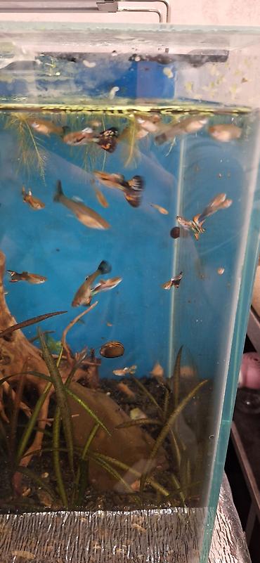 akvarium balıqları: Quppi, Sülhsevər, Ünvandan götürmə — 2