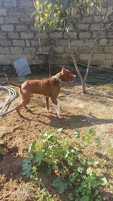 bull terier: Pitbul, 1 il, Erkək, Peyvəndli, Ünvandan götürmə — 3