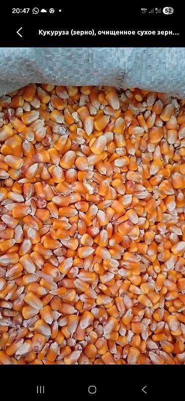 соевые бабы: Куплю оптом на экспорт куплю Кукуруза (зерно) — очищенное сухое зерно — 1