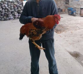 продажа домашних животных: Петухи и молодняк кур мясо-яичного направления. Описание: - Окрепшие