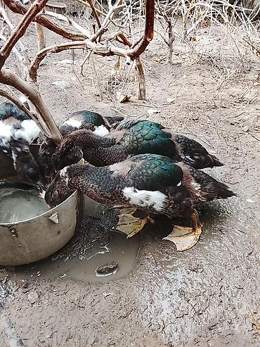essək sudu satilir: Salam 7ededdir Gencededi cuzi endirim olajak — 2