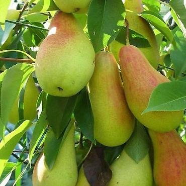 Другие виды семян и саженцев: Продаём саженцы смородины алтайский местный .(обмен есть рассмотрим — 8