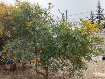 Torpaq sahələrinin satışı: 2 sot, Tikinti, Mülkiyyətçi, Kupça (Çıxarış) -da lalafo.az — 10 Torpaq sahələrinin satışı: 2 sot, Tikinti, Mülkiyyətçi, Kupça (Çıxarış) — 10