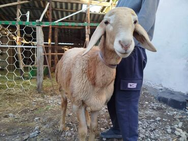 сколько стоит собака породы доберман: Продаю | Баран (самец) | Арашан | Для разведения