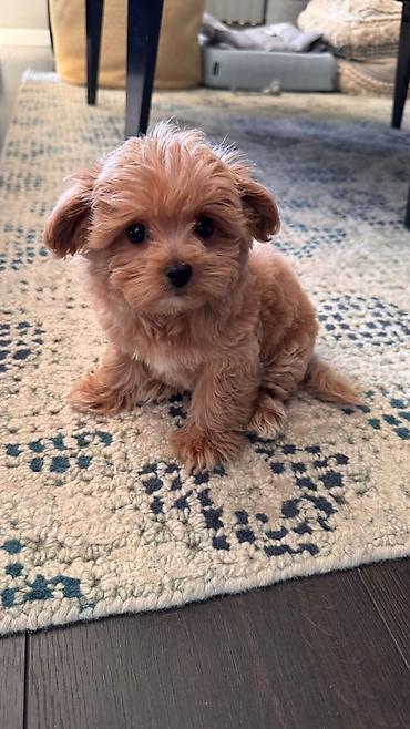 İtlər: 2 ay, Dişi, Peyvəndli, Ünvandan götürmə — 9