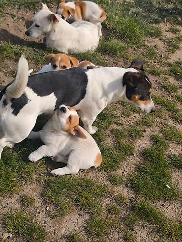 york terrier: Cek rassel teryer, 2 ay, Ünvandan götürmə — 4