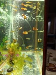 круглосуточный зоомагазин бишкек: Продаю гуппи подростки