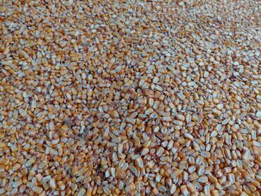 домик для собаки: Кукуруза сушёная, зерно - Крупное жёлто-золотистое зерно, очищенное