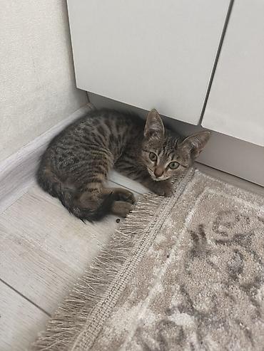 Мышыктар: 3 айлык, Эркек, Лотокко барууга үйрөтүлгөн — 2