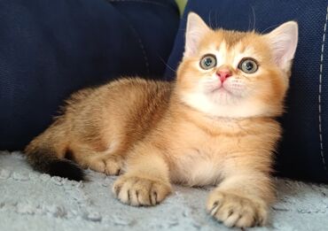 животные котенок: Скотиш Страйт (Шотландская прямоухая), 2 месяца, Девочка, Золотая шиншилла, Приучена к лотку, Проглистована
