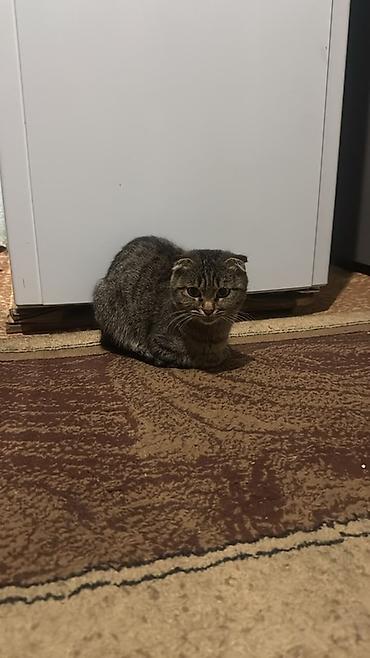 Үй жаныбарлары: БЕСПЛАТНО! Шотландская вислоухая кошка (Scottish Fold) - Окрас — 2