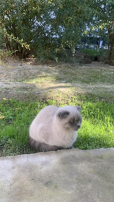 сабака и девочка секс: Шотландская вислоухая кошка (Scottish Fold), окрас блю-пойнт. - — 2