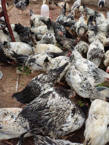 Toyuqlar: Toyuq, Adler, Ətlik — 3