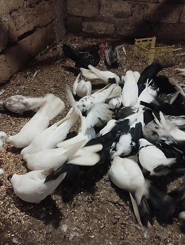 pekines ağ: Ev göyərçinləri – müxtəlif rəng və naxışlarda sürü Məhsul təsviri: - — 1