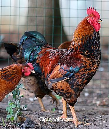 кучинские: Петухи кучинские, леггорн продаются — 1