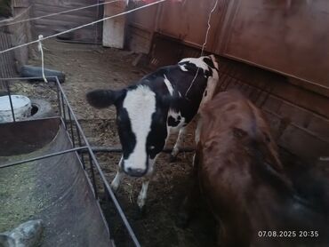 продажа кормов для сельскохозяйственных животных: Сатам | Кунаажын | Голштин | Көбөйтүү үчүн
