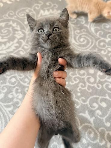сибирская трехцветная кошка: 2 месяца, Мальчик, Приучена к лотку — 4