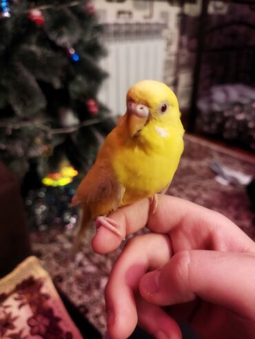 Tutuquşları: Məhəbbət quşları satilir cüt əl quslari bala verməyə meili təcili — 6