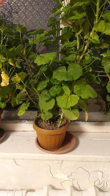 Другие садовые цветы и кустарники: Комнатные цветы от 350 сом ❗❗ — 8