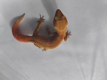 Зоотовары: Леопардовые гекконы (Eublepharis macularius) редких морф Элитный — 23