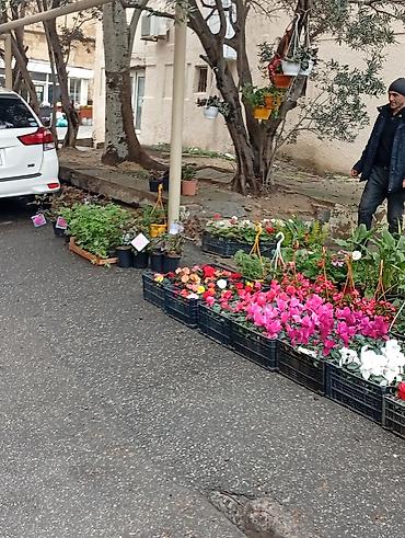 plastik gul qablari: Ağ plastik çiçək dibçəkləri – müxtəlif ölçülərdə - Material: yüngül — 6