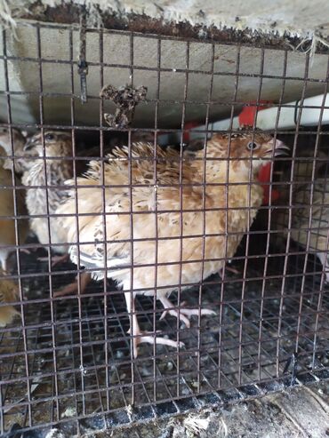 продаю бычки: Продам молодых самцов перепела на мясо или разведения(обновления