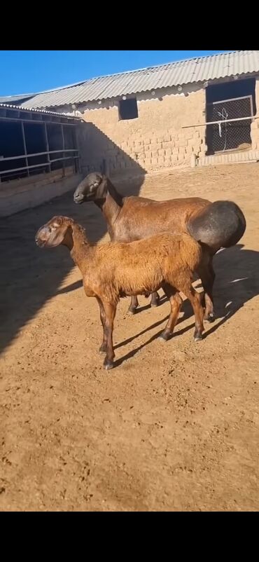 Qoyunlar, qoçlar: Qoyun – qaragül/quyruqlu ətlik tip. - Rəng: tünd qəhvəyi — 1